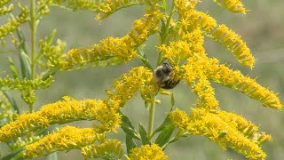 Goldenrod –Garden Notes [upl. by Nibot556]