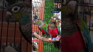 Crimson Bellied Conure Breeding Pair ക്രിംസണ്‍ കോന്യൂർ പെയർ  Mickey Pets Ph Number  80896 90746 [upl. by Yttam]