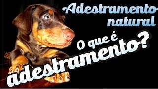 O que é o adestramento  Curso Adestramento natural aula 2 [upl. by Aihsela388]