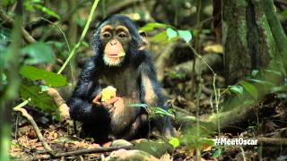 Chimpanzee  Oscars Chimp Diaries Part 1  HD [upl. by Lalib]