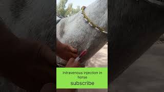 Intravenous injection in horse viral video cow veterinary trending latest [upl. by Kinzer773]