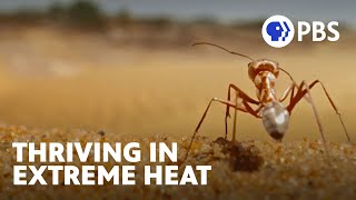 How the Earth’s Fastest Ants Survive Extreme Heat 🐜  Evolution Earth  PBS [upl. by Ahtimat653]