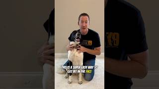 The BEST Way To Trim A Dog’s Nails dogtraining [upl. by Aisital]