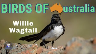 The Australian Bird That Wags Its Tail  Meet The Willie Wagtail [upl. by Esnofla787]