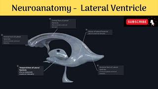 Lateral Ventricle of Brain  Parts  Boundaries  Choroid Plexus  Clinical Correlation [upl. by Airemahs]