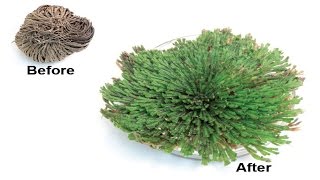 ⟹ Resurrection plant  Selaginella lepidophylla  An amazing plant you cant kill [upl. by Seafowl]