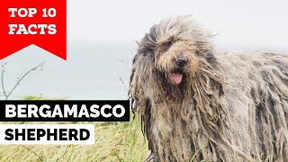 Bergamasco Shepherd  Top 10 Facts [upl. by Atineg]