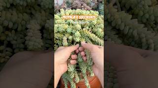 Succulent LEAF Propagation CHALLENGE Can You Grow 5 Plants in 5 Weeks [upl. by Ramor328]