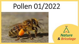 pollen en Bretagne au 1er janvier 2022 [upl. by Solracnauj]