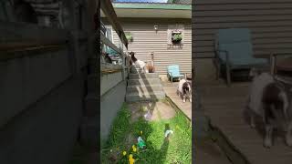 Smart Goat Knocks Down Gate With Her Head and Walks Into House  1505081 [upl. by Ainola]