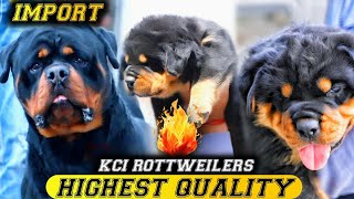 Imported father  High quality rottweilers puppies available for sale  price [upl. by Otrebron]