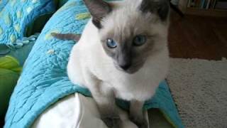 Chatty Siamese Kitten [upl. by Paris]