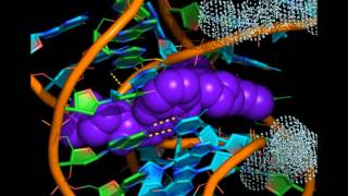 Intercalation into DNA studied by Xray crystallography [upl. by Elane]