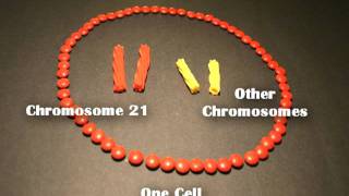 Nondisjunction Trisomy 21  An Animated Tutorial [upl. by Aleahpar495]