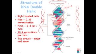 DNA structure [upl. by Leahsim]