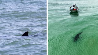 We Tagged A Great White Shark Up Close Look at How Its Done [upl. by Erdrich]