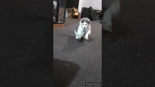 Jump around Mr Grieves the little Munchkin Cat 🐈 😻 cat munchkin cute [upl. by Selassie]