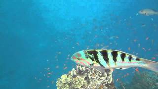 Sixbar Wrasse Swimming [upl. by Eula]