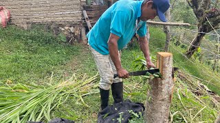 picadora de pasto artesanal [upl. by Urbas]