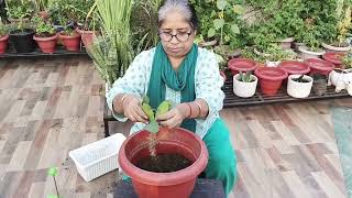 Euphorbia milii Plant grow from cuttings viralvideo houseplant indoorplants terracegarden [upl. by Anertak678]