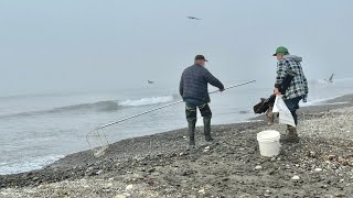 Surf smelt fishing WA coast [upl. by Hudson]