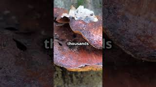 How 2 Creepy Fungi Facts facts creepyfacts scary fungi fungus mushroom mushrooms [upl. by Werna]