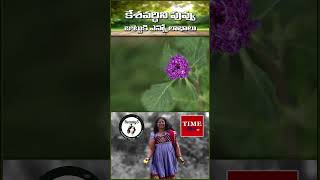 కేశవర్ధిని పువ్వు జుట్టుకి ఎన్నో లాభాలు  Madhavi Latha Time 24x7 Tv beautytips herbal [upl. by Mihalco]