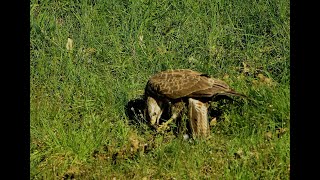 HOBOS Buizerd foerageert op de berm vd drukke N74 [upl. by Centeno]