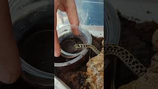 Atak pończosznika🐍 Thamnophis marcianus animals reptile snake [upl. by Jair]