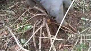 Removal of Kudzu Crown at Glendale Shoals [upl. by Neerroc]