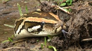 Python stalks Alligator 01  Dangerous Animals in Florida [upl. by Sherborne]