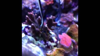 Acro Crab Cymo andreossyi on my rainbow millepora [upl. by Sharia]