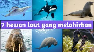 HEWAN LAUT YANG MELAHIRKAN [upl. by Noivaz]