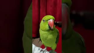 Parrot Talking Papa🥰shortsytshorts trandingparrottalking parrotparadise parrotmedia [upl. by Ikim312]