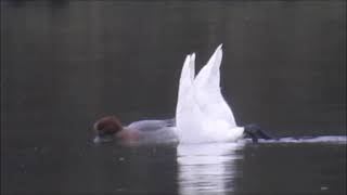 Bewick at Lambton Pond [upl. by Nuahc747]