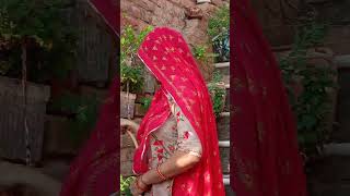 Papaiya Rajasthani songmarwadinewsong viral video🌺🌺🌿🌿🌷🌷 [upl. by Schrick11]