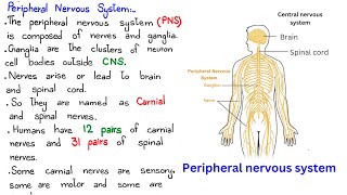 Peripheral nervous system  somatic nervous system  autonomic nervous system  class 10 [upl. by Joelle]