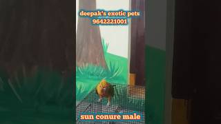 quotBeautiful Male Sun Conure Ready for a New Homequot Pets Rajahmundry 9642221001 [upl. by Nirro]