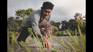 History of Agrarian Reform Philippines [upl. by Annahsor237]