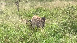 Leopard vs Hyena fight for kill [upl. by Stacy338]