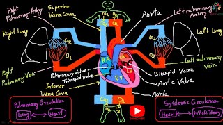 Pulmonary circulation and Systemic circulation।। Cardiovascular system।। Medical Lab Tech [upl. by Yrahcaz904]