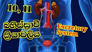 Grade 11 science Excretory process බහිස්ස්‍රාවී ක්‍රියාවලිය [upl. by Nylecsoj]