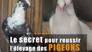 Le Secret pour Reussir lelevage des Pigeons [upl. by Elvis]