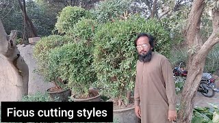 ficus plant cutting  ficus plant cutting style  gardening [upl. by Shepley]