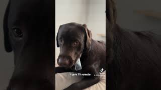 Retrievers gonna retrieve 🤣🤣 puppy labradoretriever dog labpuppy funnydogvideos funnydog [upl. by Koerlin475]