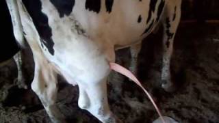 Lancing a Cow Abscess  Gallons of Pus [upl. by Norabal]