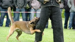 Max KNPV Dog eigenaar Douwe van Groningen [upl. by Nyvlem]