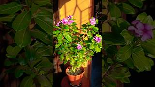 Vinca flower blooms 🌸✨ plants healthyplants garden gardening youtubeshorts ytviral ytshort [upl. by Ynnam]