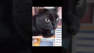 I love black cats Stellaandluna0 Daringt3q PaisleeDonndelinger [upl. by Petrick]