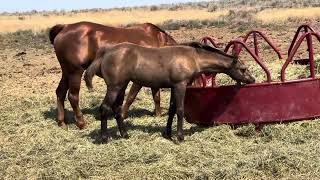 Catsammo Rodeolegend filly out of Rooster X Topsail Whiz daughter [upl. by Sophi]